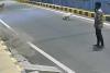 Stray Dogs Chase Away Boy Accused of Trying to Molest Vulnerable Woman in Coimbatore