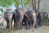 World Animal Protection Urges Humane Treatment of Elephants and Farm Animals in India