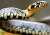 Chhattisgarh Man Rescues 3,500 Snakes In Recent Years