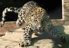 Leopard Sighting Triggers Panic in Ranikhet’s Chilianaula Neighborhood