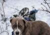 Silent Sentinel: Loyal Pet Refuses to Leave Side of Teenager Lost in Himachal Snowstorm