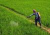 Indian Agricultural Markets Face Price Volatility as Cereal Arrivals Surge Against MSP Benchmarks