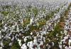 Market Pulse: Telangana Agricultural Trade Sees Strong Cotton and Paddy Performance Amidst Maize and Vegetable Volatility