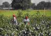 Punjab’s Agriculture Pulse: Cotton Defies MSP While Vegetables Face Price Volatility
