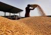 Wheat Prices Edge Above Federal Support Levels Amid Shifting Market Dynamics in Punjab