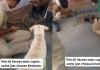 Viral Video Highlights Police Officer Rescuing Puppy, Sparks Widespread Praise Online