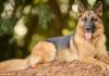 Supreme Court Authorises Euthanasia of Rabid and Aggressive Stray Dogs in Landmark Order
