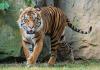 Tiger Attack in Madhya Pradesh Takes Disturbing Turn as Video Raises Suspicion of Possible Firing