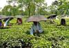 Assam Records Historic Drop in Maternal Mortality Ratio, Says Chief Minister Himanta Biswa Sarma
