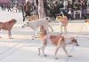 Stray Dog Attack Forces Closure of Government School in Kerala's Thrissur District