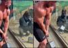 Rain-Soaked Gorilla’s Persistent Reconciliation Attempt with Reluctant Companion Captivates Global Viewers