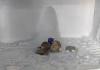 Fridge Frost in Agra Draws Devotees After Rapid Melting of Amarnath Ice Shivling