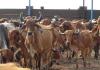 Massive Grant Irregularity Exposed: 38 Cow Shelters Ordered to Recover Rs 57.36 Crore After Audit Finds Payments for 1.31 Lakh Deceased Cattle