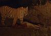 Tiger Spotted on Road in Dantewada, Forest Department Alerts 10 Villages