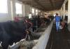 Madhya Pradesh Kamdhenu Scheme: Get Up to 33% Subsidy to Start a Dairy Farm