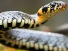 Chhattisgarh Man Rescues 3,500 Snakes In Recent Years