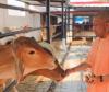 Yogi Adityanath’s Cow Welfare Routine Sparks Nationwide Debate Over Cow’s Status