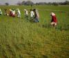 Kharif Sowing Falls Behind by 10% in Rajasthan as Weak Monsoon Delays Agricultural Progress