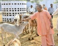 UP govt's unique initiative to make cow shelters self-sustaining