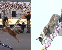Indigenous Indian dog breeds shine at Rashtriya Ekta Divas parade | Video