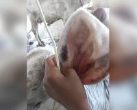 Govt standardises 3 traditional therapies to boost livestock health