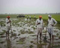 Haryana Releases ₹116 Crore Relief to Over 53,000 Farmers Hit by Kharif 2025 Crop Damage