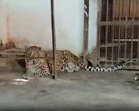 Encouraging growth: Wildlife experts praise Cheetah reintroduction program