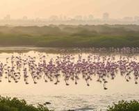 Winter Spectacle Returns as Migratory Flamingos Sweep Into Navi Mumbai’s Wetlands