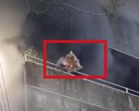 Woman Saves Her Dogs by Tossing Them to Safety During Cebu Factory Fire