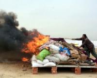 Surge in poppy cultivation in Pakistan raises security concerns: Report