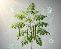 Moringa’s Rise as a Global Superfood Gains Momentum Amid New Research