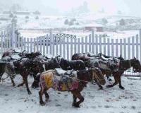 Fresh Snowfall Blankets Gulmarg as Kashmir Enters the Harsh ‘Chillai Kalan’ Winter Phase