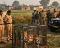 Leopard Behind Local Scare Captured After Forest Department Operation in Bahraich