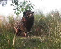 Noida Jungle Trail: New Waste-To-Wonder Park Opens In Sector 94; Check Timings, Features And Ticket Details