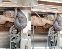 Massive Python Spotted at Kasimpur Power Station in Aligarh; CISF Conducts Swift Rescue After Video Goes Viral