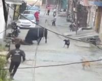 Stone-Throwing Attempt Backfires as Bull Attacks Elderly Ascetic in Uttar Pradesh Alley