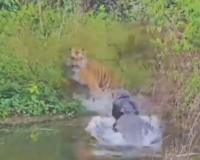 Tiger Escapes Crocodile Attack in Rare Corbett Encounter, Video Captivates Social Media
