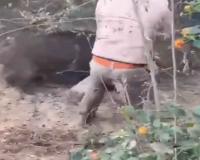 Wild Boar Mauls Forest Officer During Rescue Operation in Uttar Pradesh, Disturbing Video Sparks Concern
