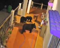 Wild Animals Roam Residential Yards in Uttarkashi, Chilling CCTV Footage Sparks Fear