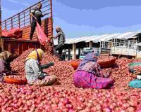 Bihar Market Watch: Grain Prices Hold Steady as Onion Costs Surge Amidst Fresh Winter Arrivals