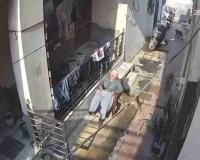 Elderly Woman Mauled by Monkey Swarm in Delhi, Raising Alarms Over Urban Wildlife Conflict