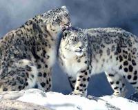 From Predators to Protectors: How a Himalayan Village Rewrote the Fate of the Ghost of the Mountains