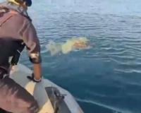 Guardian of the Seas: Indian Coast Guard Rescues Endangered Olive Ridley Turtles from Lethal Ghost Nets