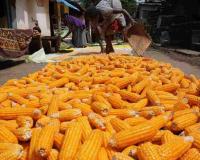 Karnataka Market Crisis: Maize and Soyabean Prices Plummet Below Government Support Levels