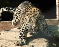 Leopard Sighting Triggers Panic in Ranikhet’s Chilianaula Neighborhood