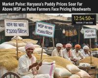 Market Pulse: Haryana’s Paddy Prices Soar Far Above MSP as Pulse Farmers Face Pricing Headwinds