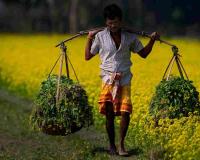 Market Reality Check: Gujarat’s Agriculture Sector Faces Pricing Volatility as Harvest Season Peaks