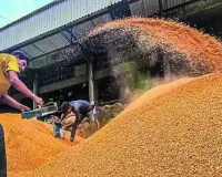 Market Reality Check: Major Crops Trade Below Government MSP as Harvest Arrivals Surge