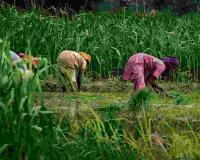 Market Reality: Farmers Navigate Volatility as Prices Seesaw Across Andhra Pradesh’s Major Agricultural Hubs