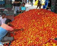 Market Volatility Hits Jaipur as Tomato Prices Plunge Amid Surging Supply Volumes